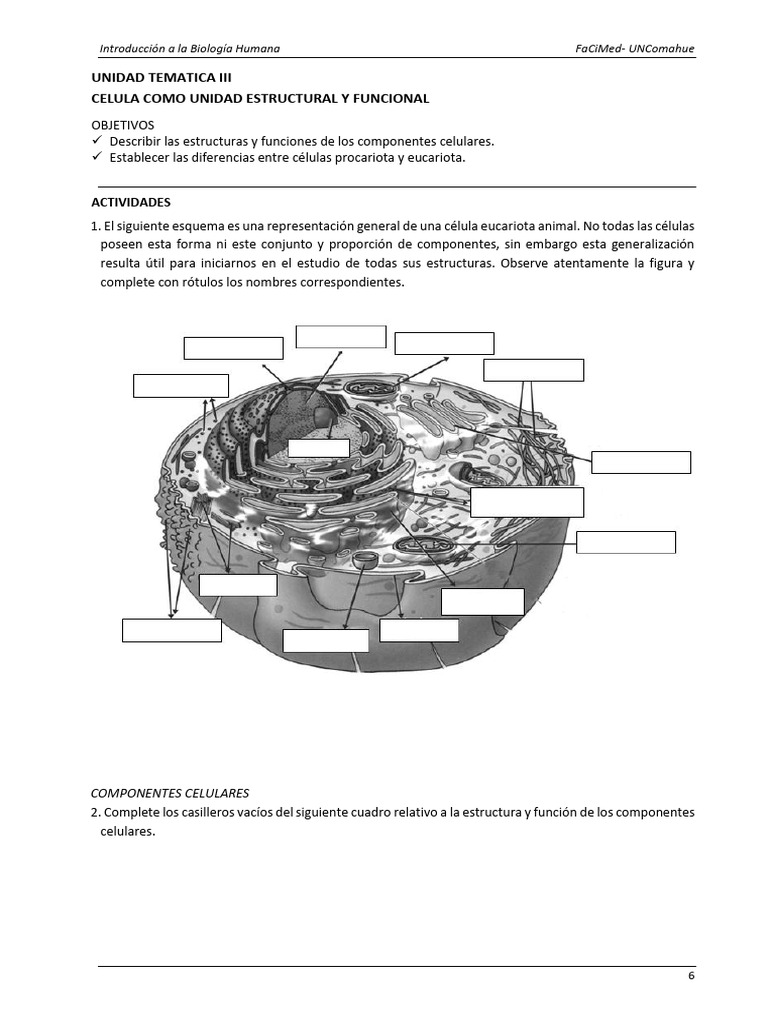 UT III Celula - Estructura y Funcion Celular 2020 - Guia de Estudio ...