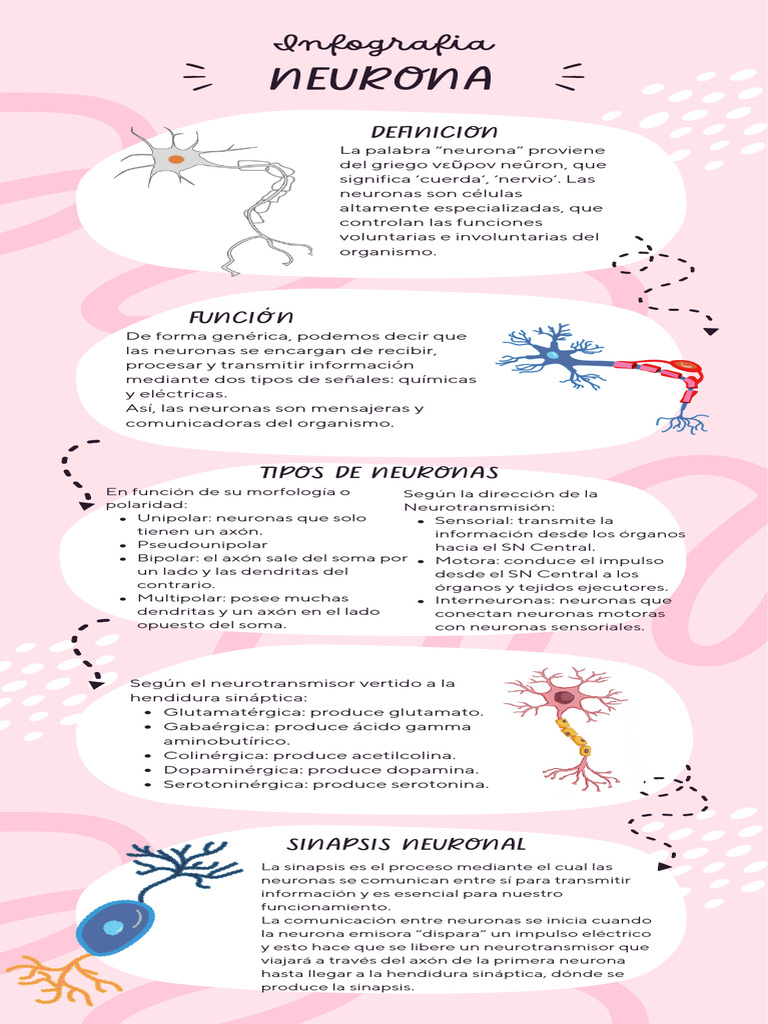 Infografía sobre Neuronas y Sinapsis | PDF | Neurona | Sinapsis