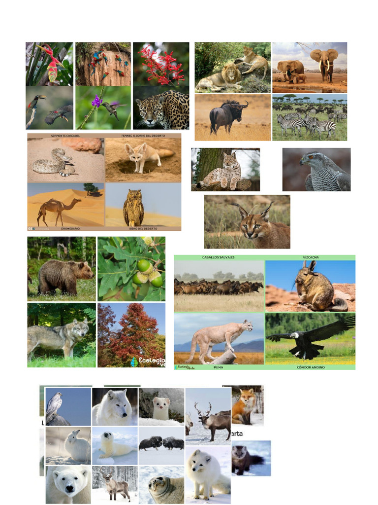 Animals | PDF