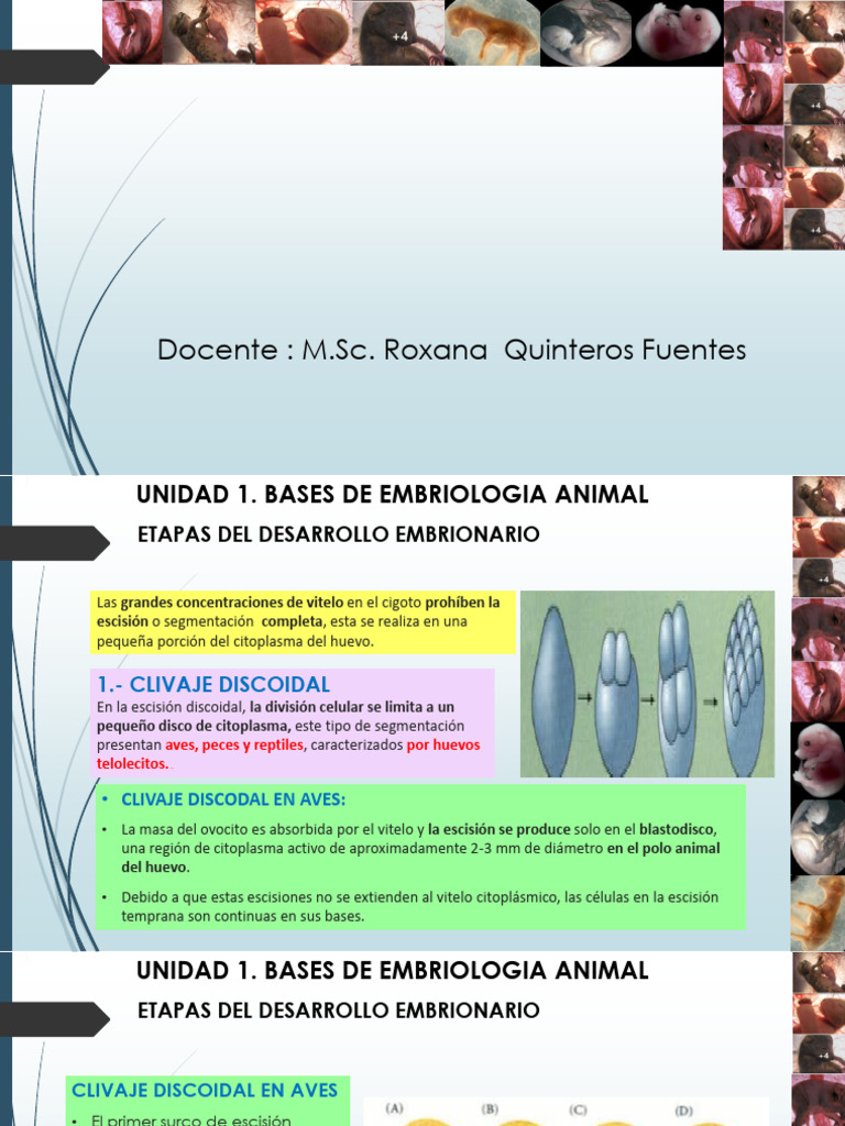 Bases Bio Desarrollo - 2 | PDF | Embrión | Zoología