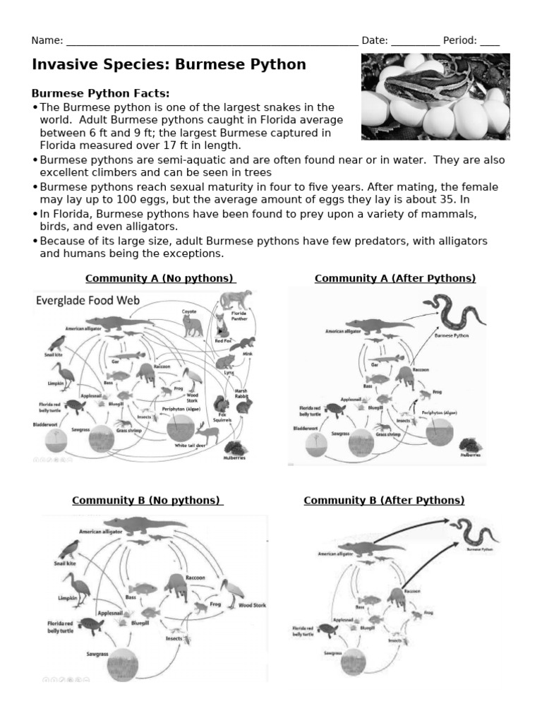 Impact of Burmese Python Invasion | PDF | Zoology
