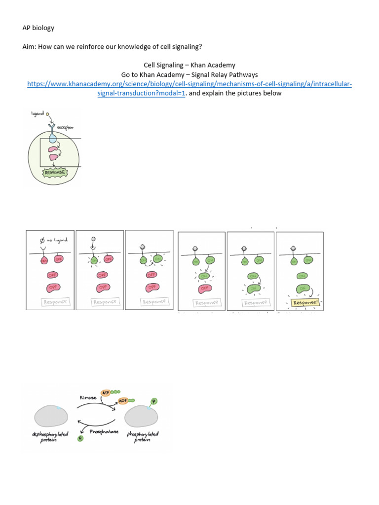 - 7 - Cell Signaling Reinforcement - | PDF | Signal Transduction | Cell ...