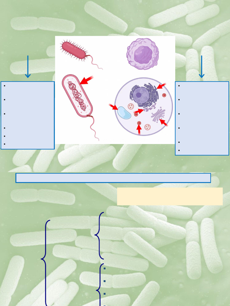 Tema 3 Células Procariotas y Eucariotas | PDF | Las bacterias ...
