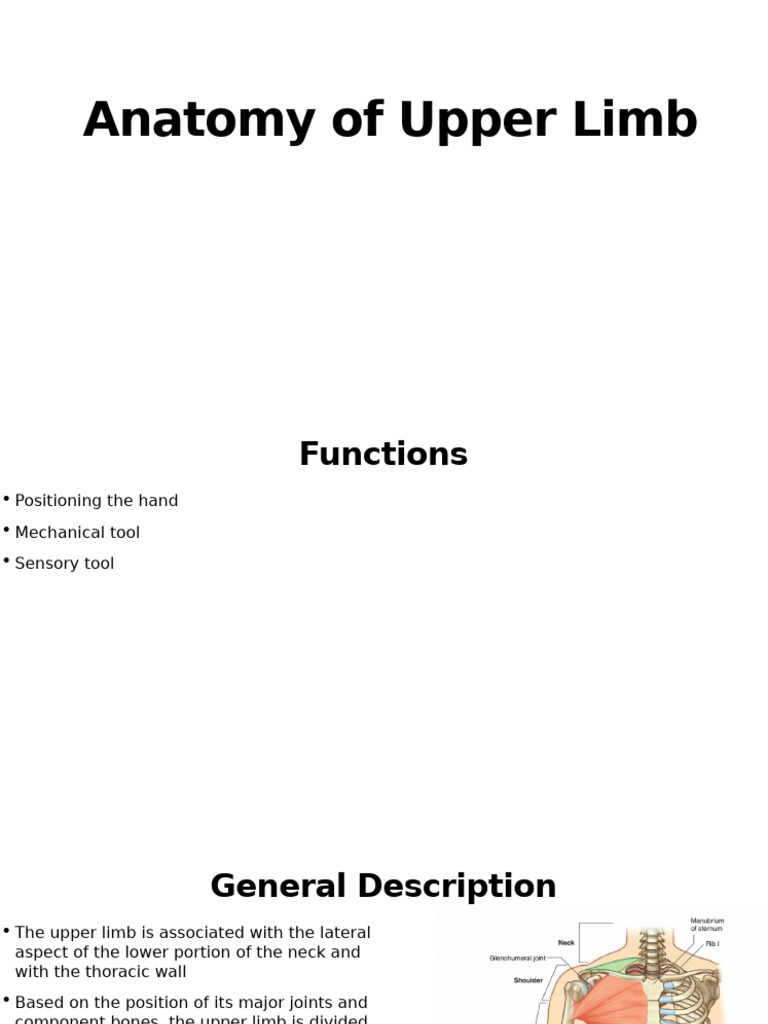 Anatomy of The Upper Limb | PDF | Elbow | Thumb