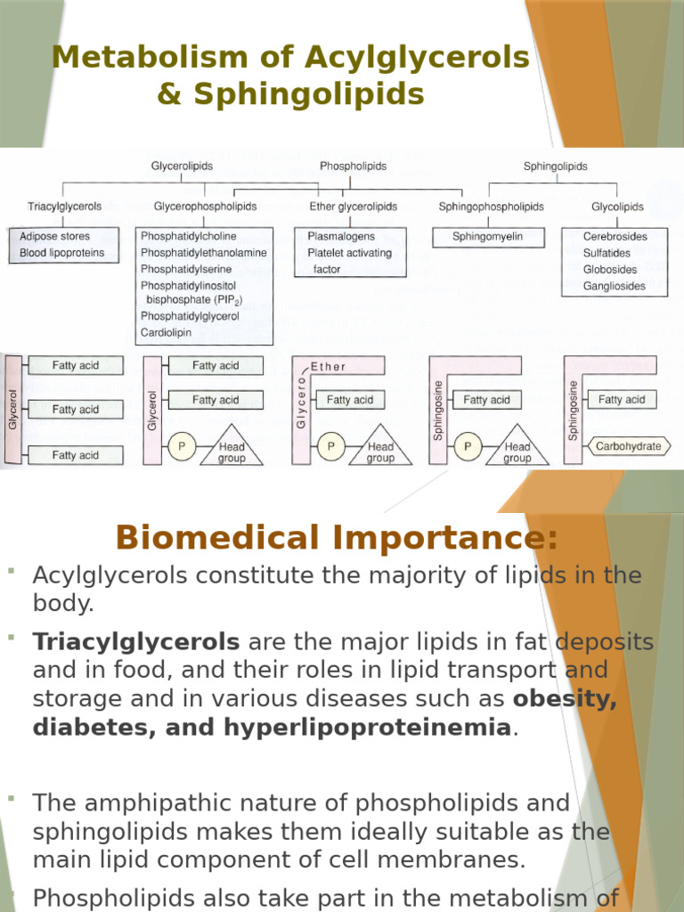 Glycerophospholipid Metabolism Overview | PDF | Lipoprotein | Lipid