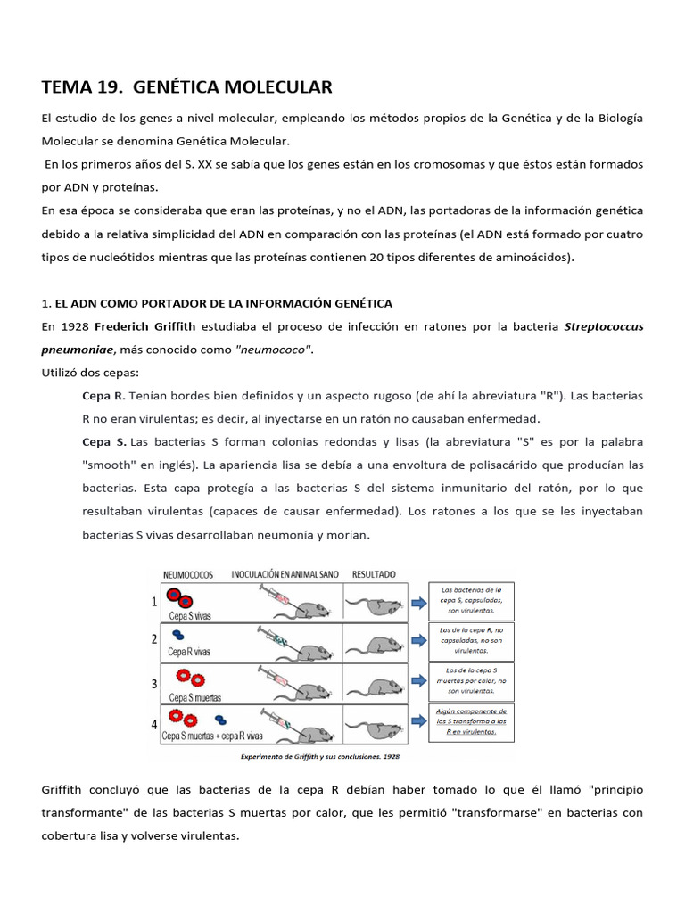 Introducción a la Genética Molecular | PDF | Replicación De Adn | Rna