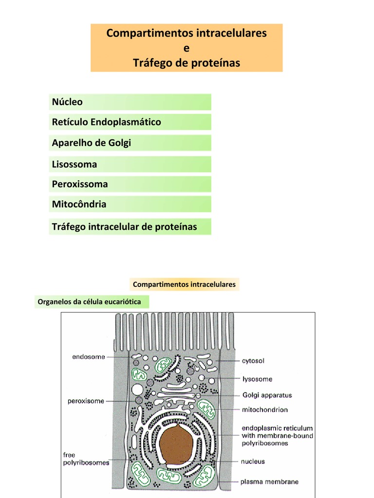 04biol Celular - Compartimentos Intracelulares | PDF | Lisossoma ...