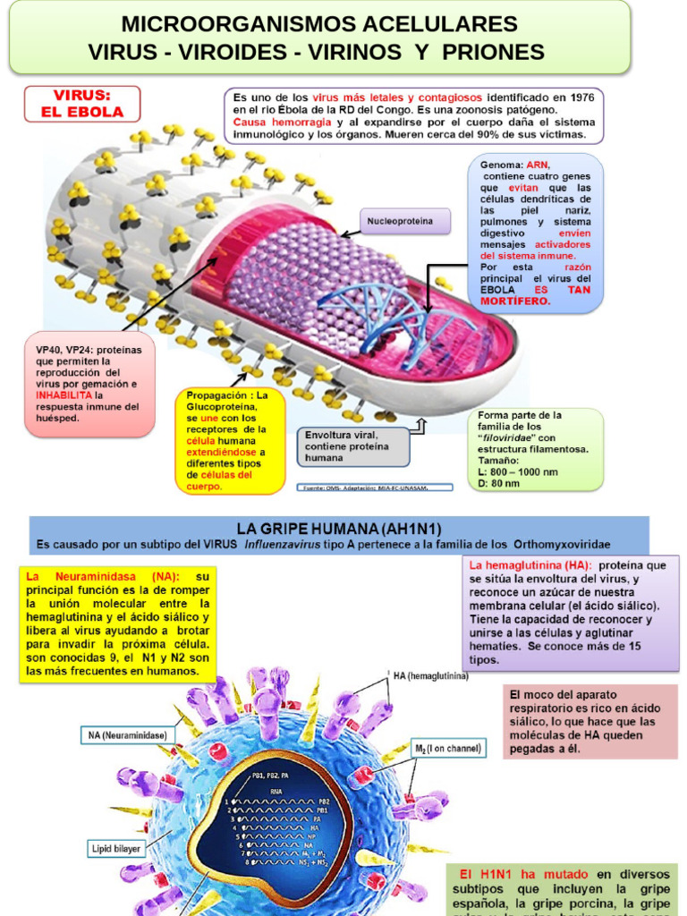 Virus | PDF | Virus | La transcriptasa inversa