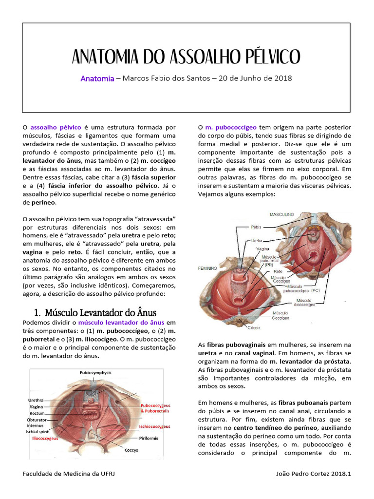 Anatomia do Assoalho Pélvico Masculino | PDF | Pélvis