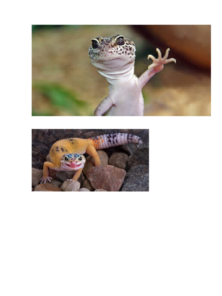 leopard gecko | PDF