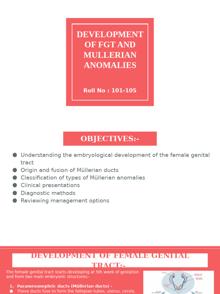 Development Of Fgt Pdf Uterus Reproductive System