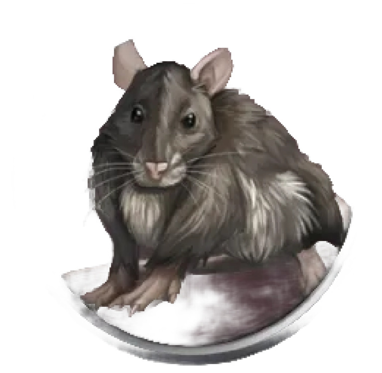 Mouse | PDF