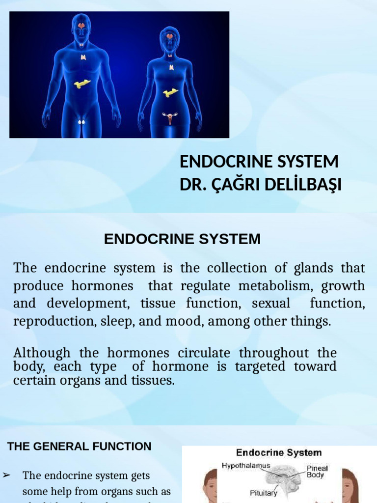 21.03 Endocrine System | PDF | Adrenal Gland | Endocrine System