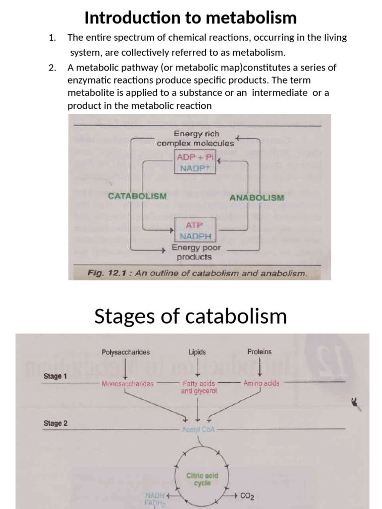 Overview of Carbohydrate Metabolism | PDF | Diet & Nutrition | Citric ...