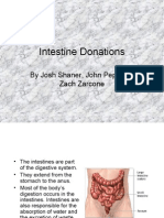 Recovered File 1 Intestines