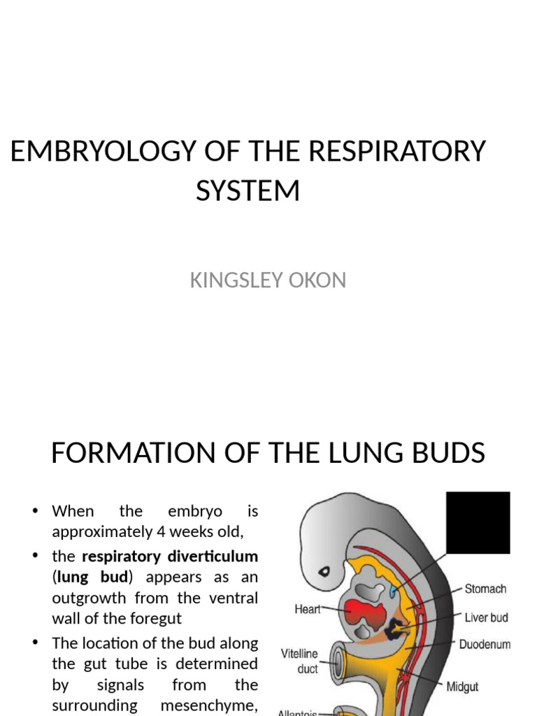 Embryology of the Respiratory System | PDF | Lung | Larynx