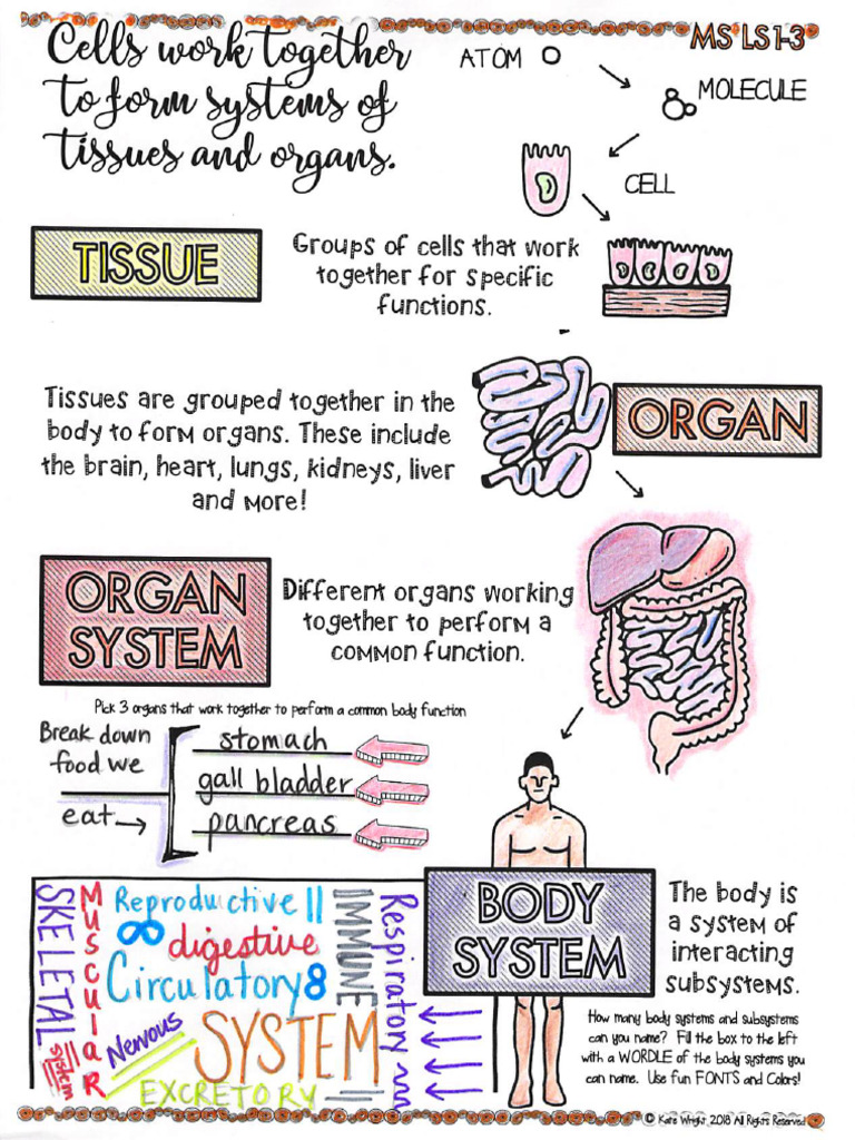 Example For Body Systems | PDF