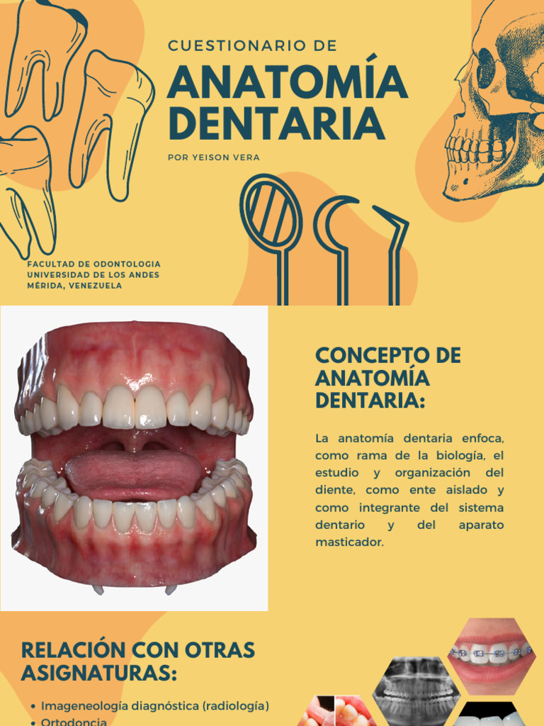 Anatomía Dentaria: Estructura y Función | PDF | Diente | Boca