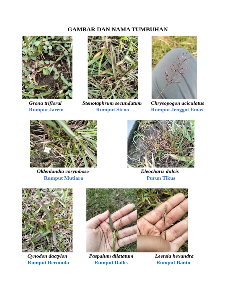 Gambar dan Nama Jenis Rumput | PDF