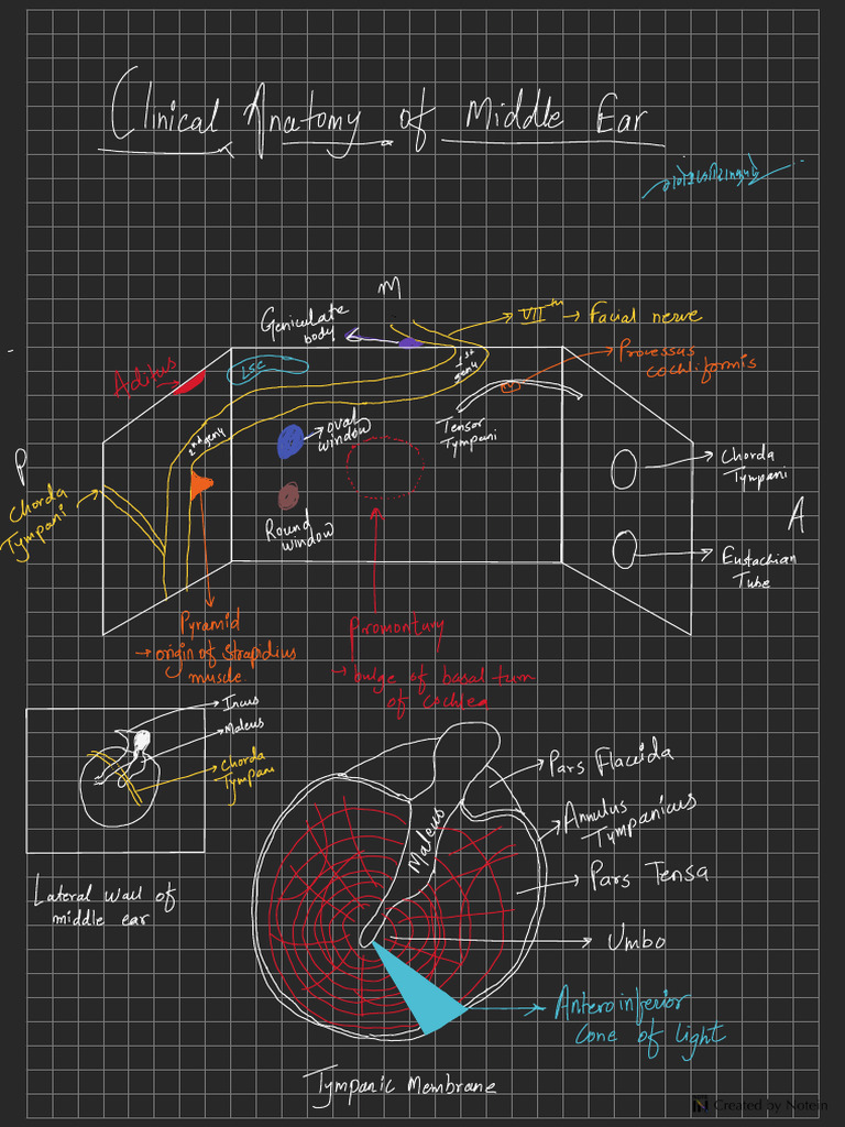 Clinical Anatomy of Middle Ear | PDF
