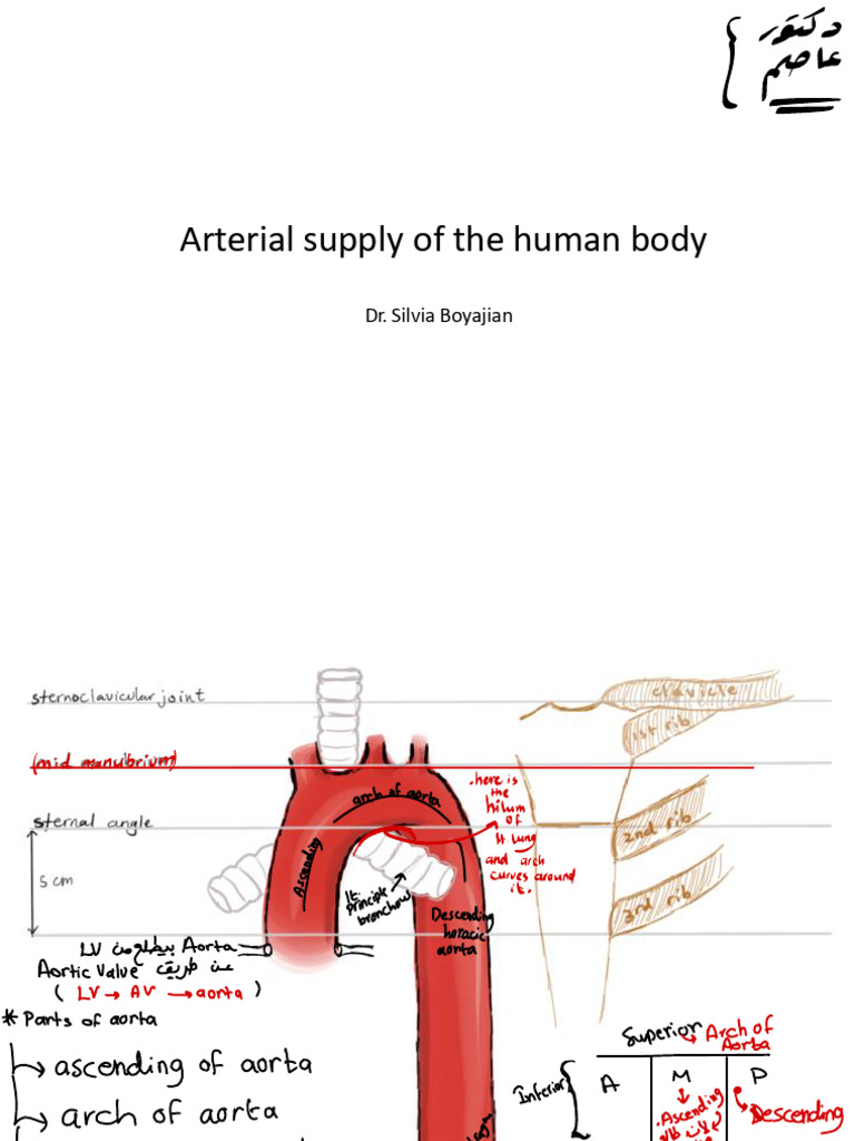 Anatomy 1 Final (Dr. Asem) | PDF | Aorta | Common Carotid Artery