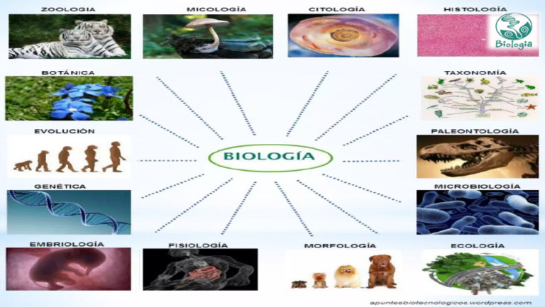 Areas Da Biologia Modelo de Mapa Mental | PDF