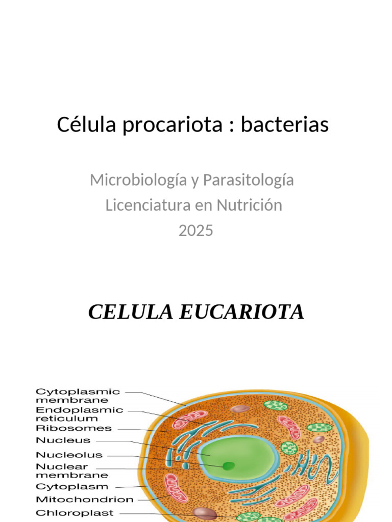 Celula Procariota Bacterias 2025 | PDF | Las bacterias | Biología Celular)