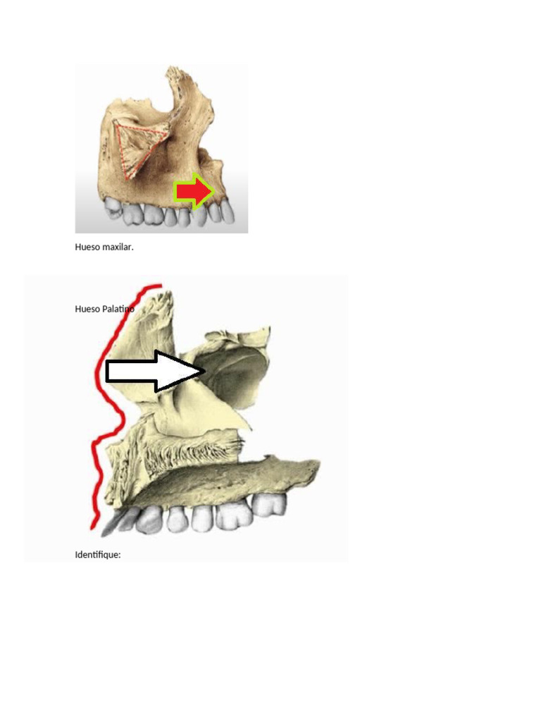 Identifique%20las%20sigjuienes%20im%C3%A1genes%20Anatomia%20Cabeza%20y ...