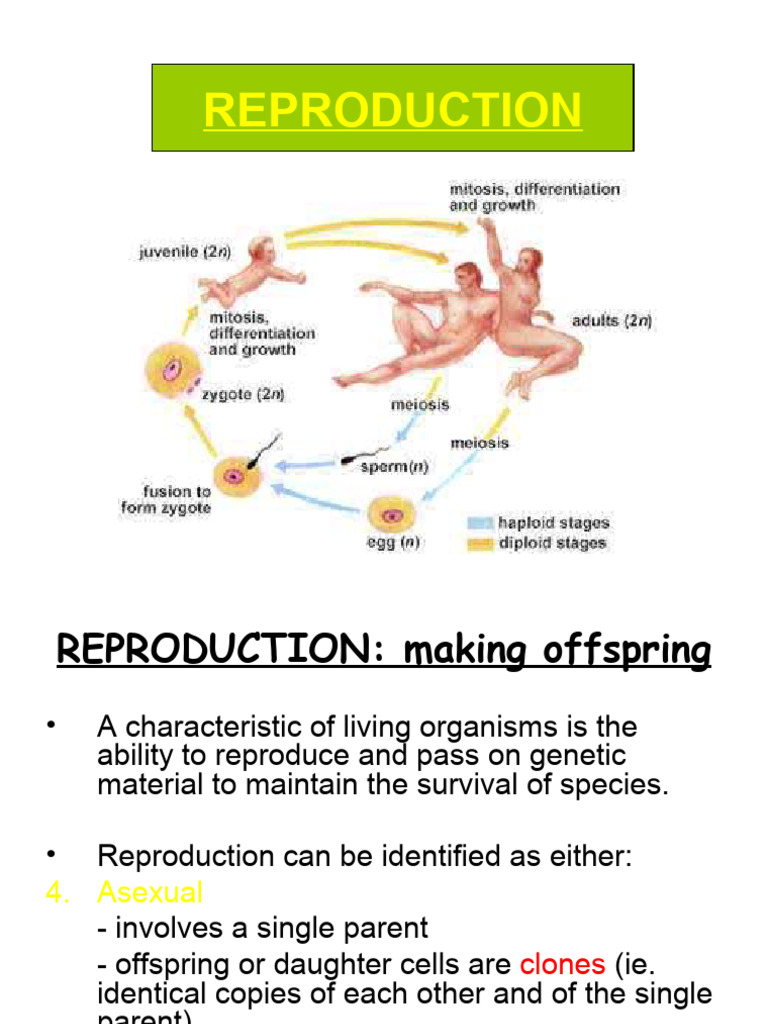 Asexual vs. Sexual Reproduction Explained | PDF | Menstrual Cycle ...