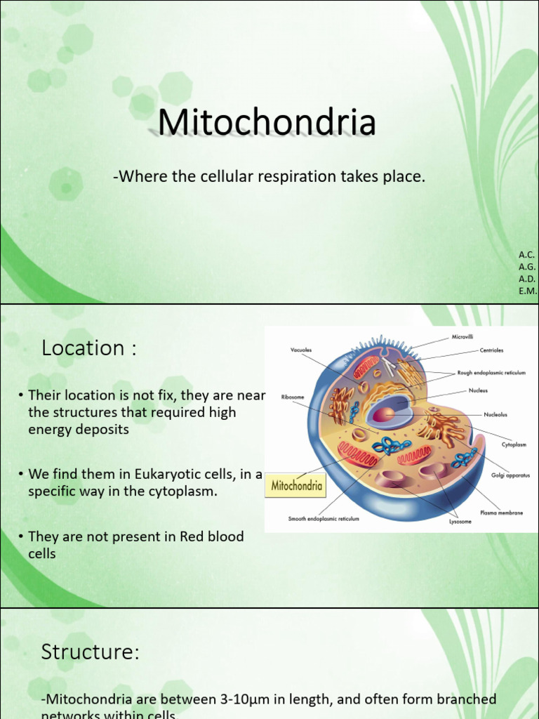 Mitochondria PDF | PDF | Mitochondrion | Cell Membrane