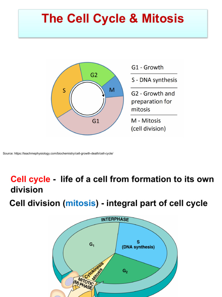 Mitosis and the Cell Cycle Explained | PDF | Meiosis | Mitosis