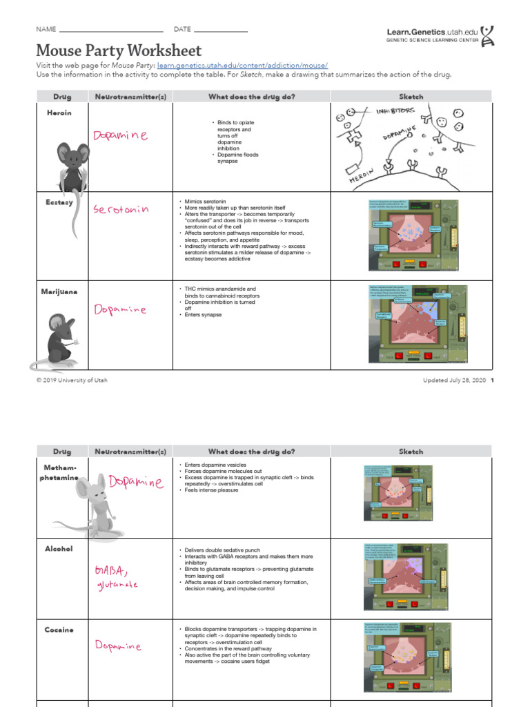 Mouse Party Worksheet Answers | PDF | Dopamine | Neurotransmitter