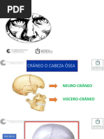 Estructura del Cráneo: Endobase y Exobase | PDF | Otorrinolaringología ...