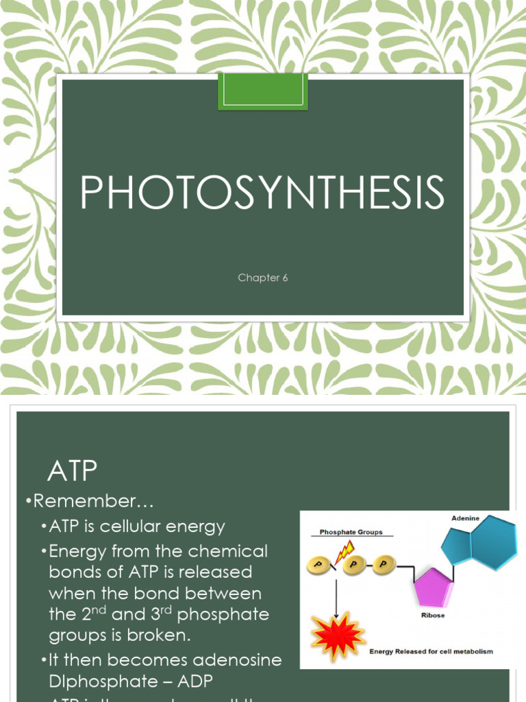 Understanding Photosynthesis Processes | PDF | Photosynthesis | Chloroplast