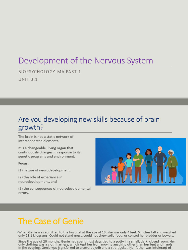 biopsych 3.1 Development of the Nervous System | PDF | Neuron | Synapse