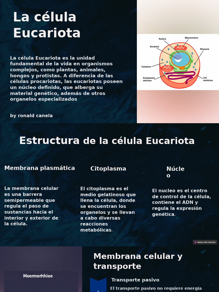 Estructura y funciones de la célula eucariota | PDF | Biología Celular ...