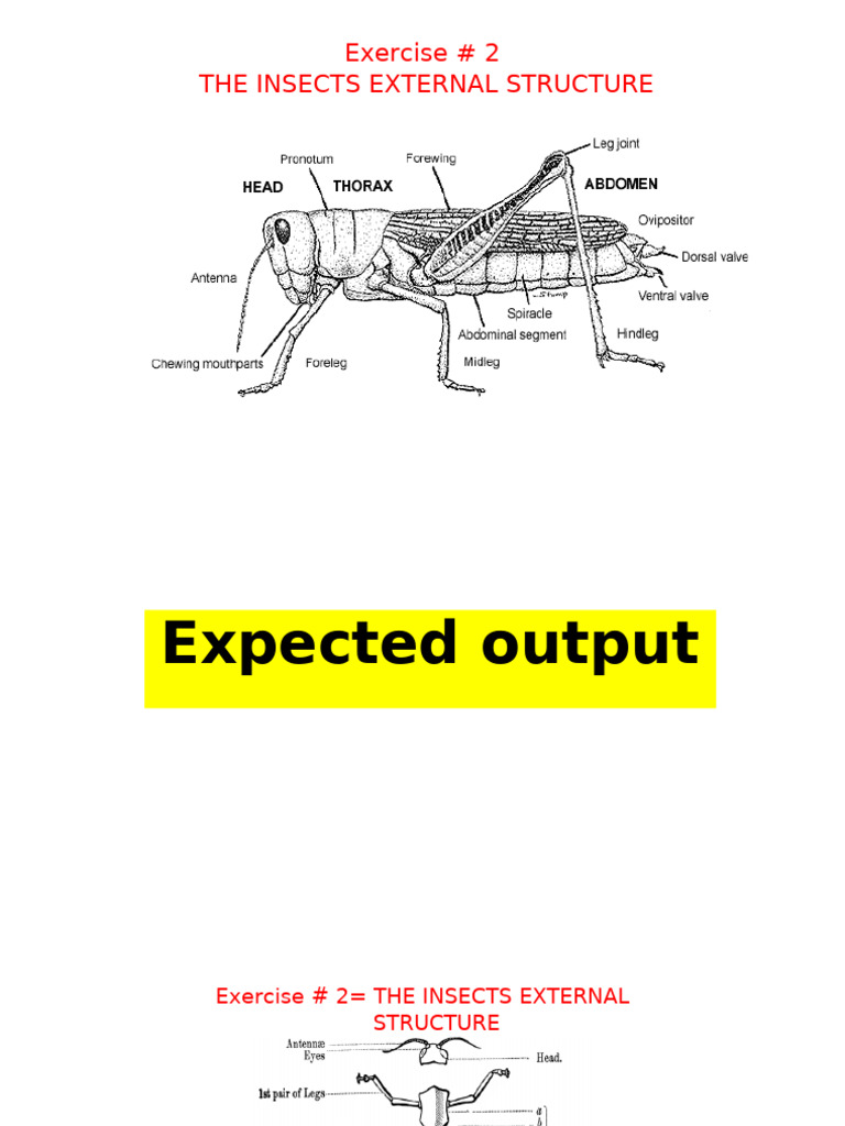 Exercise | PDF