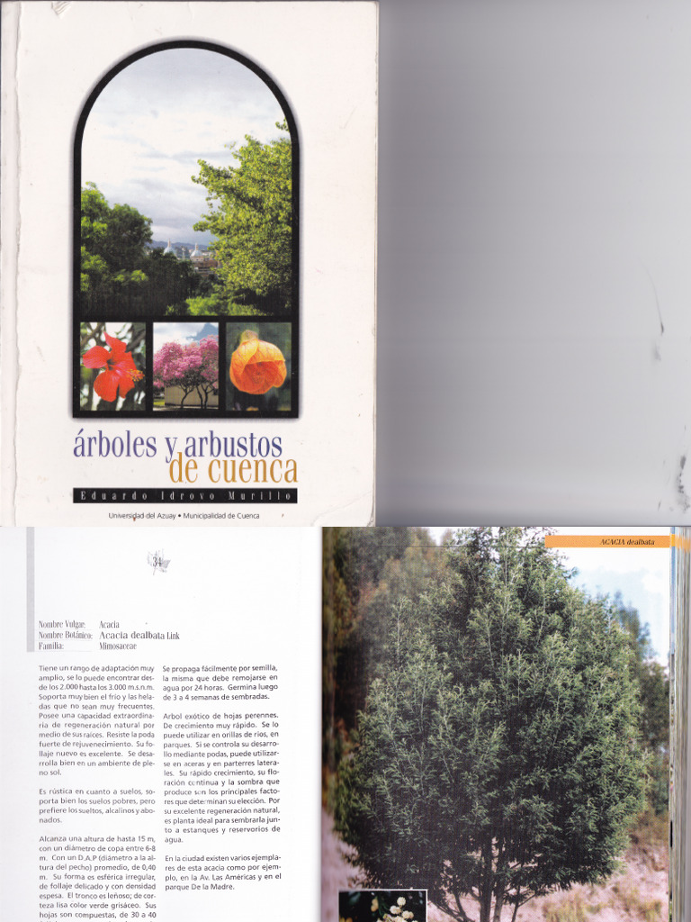 Arboles y Arbustos de Cuenca | PDF