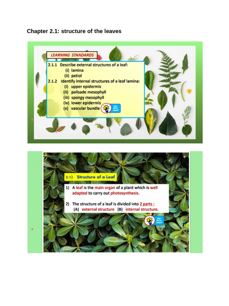 Chapter 2.1 Structure of Leaf | PDF