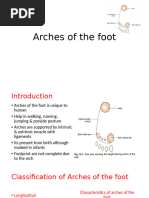 Foot Ligaments and Arch Mechanics | PDF | Foot | Lower Limb Anatomy