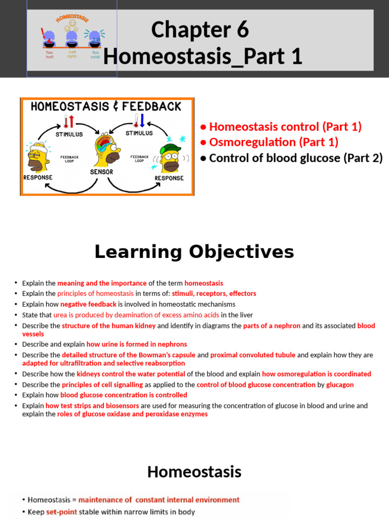 Homeostasis - Part 1 | PDF | Kidney