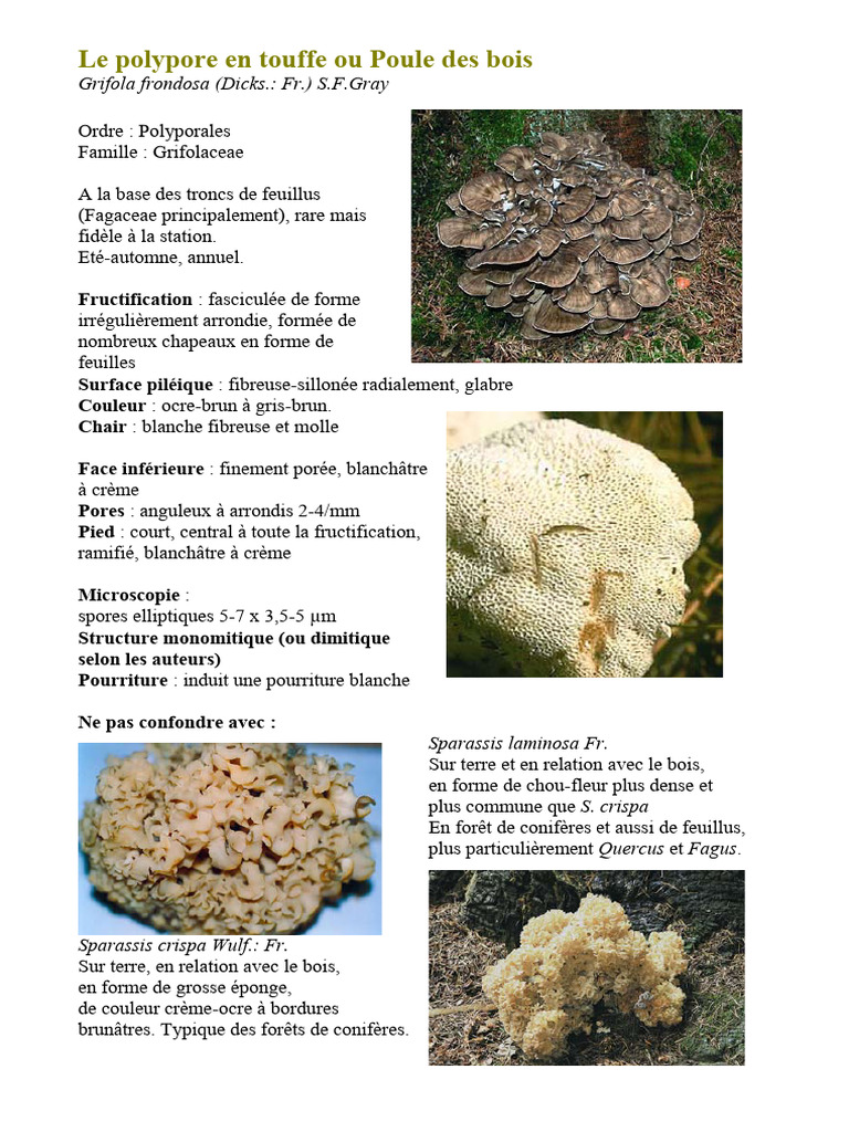 Polypore en touffe : caractéristiques et habitat | PDF