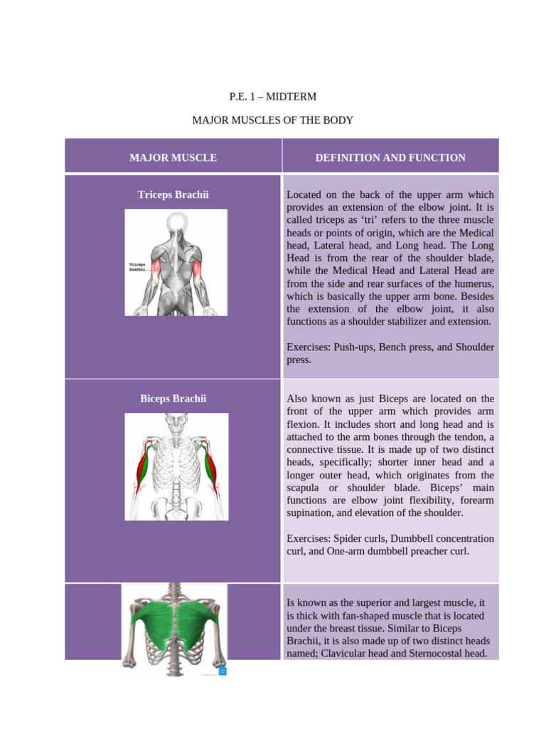 Major Muscles of The Body | PDF | Human Leg | Shoulder