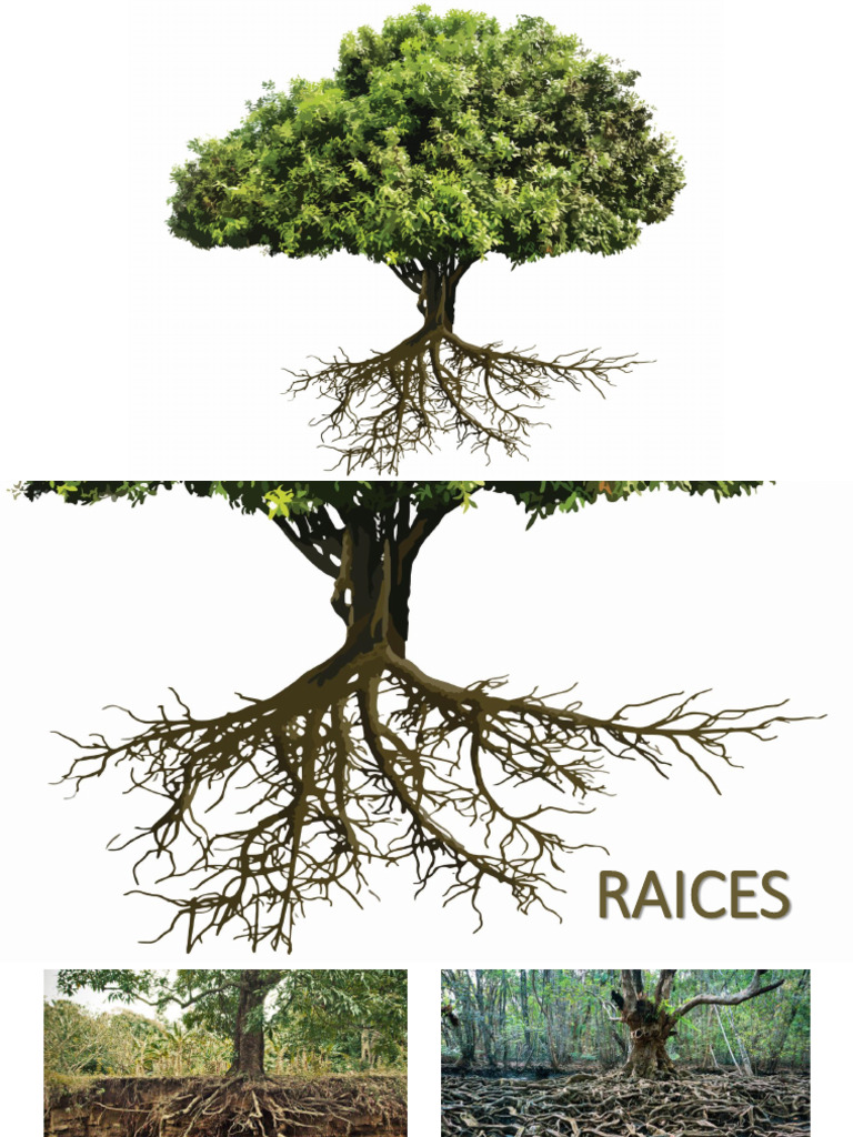 Raíz | PDF | Raíz | Biología