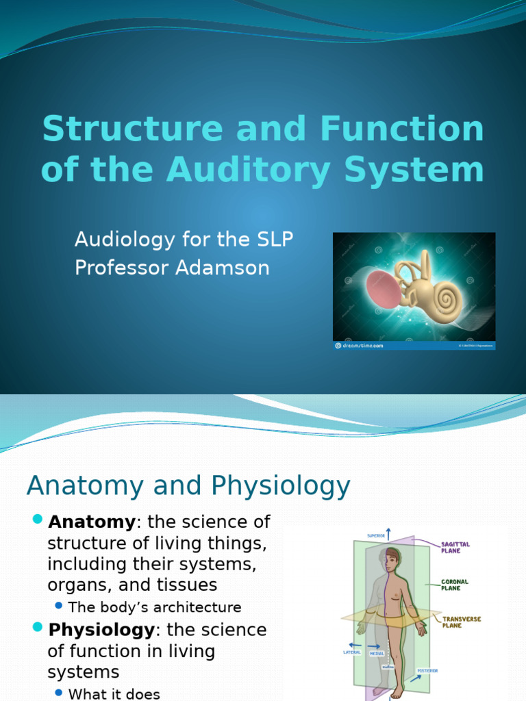 Summer 2022 A and P 2 | PDF | Ear | Auditory System