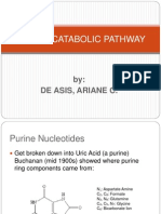 2 Edited Final Purine Catabolic Pathway