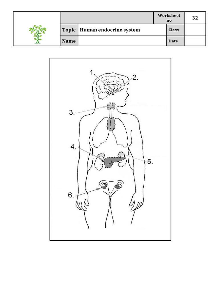 Human Endocrine System Worksheet | PDF