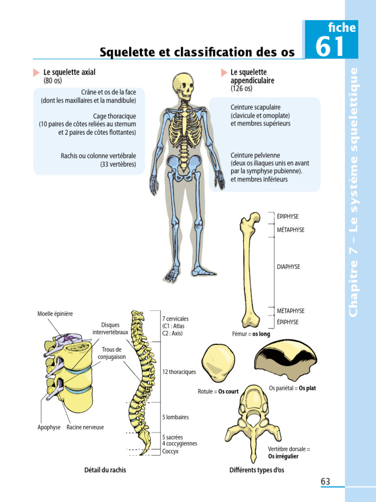 Système squelettique et classification des os | PDF | Colonne ...