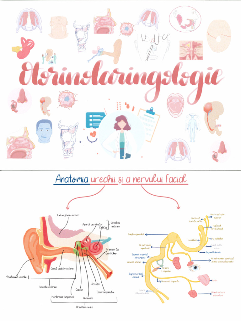 Orl | PDF