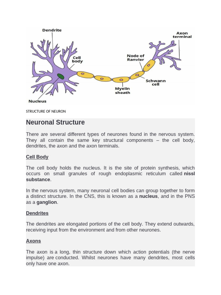 Structure and Components of Neurons | PDF